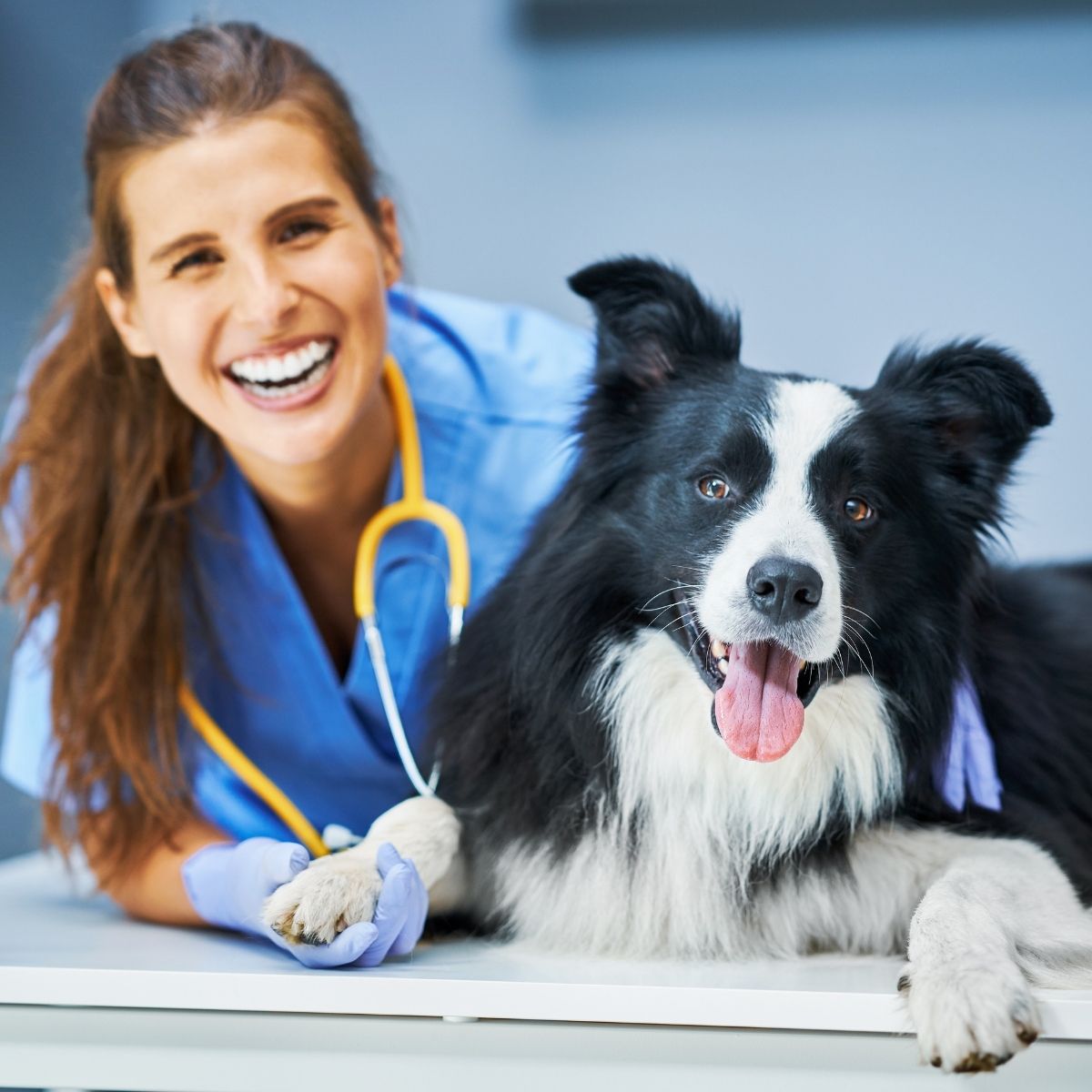 10 planos de negócios diferenciados para sua clínica veterinária