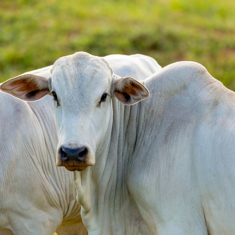 Gigante do Agro: Conheça tudo sobre a Pecuária de Rio Verde GO