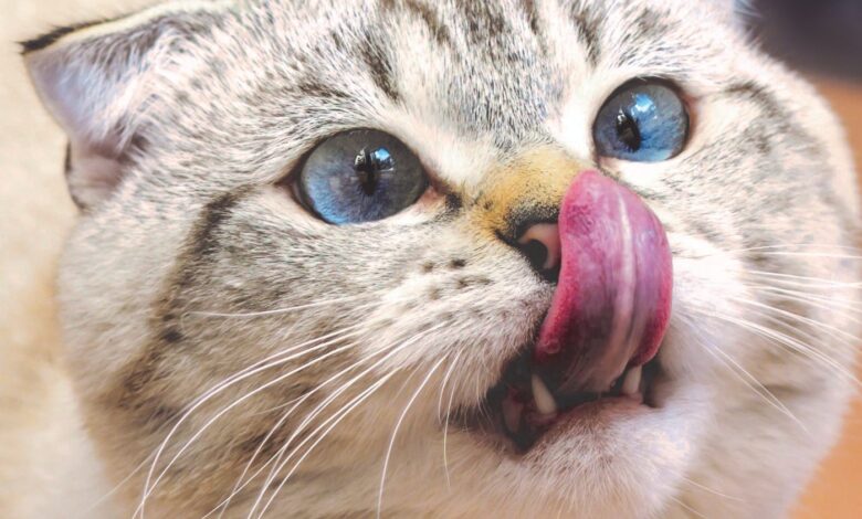 Dar leite para gatos faz bem ou mal? Desvendamos o mistério!