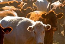 10 Melhores Faculdades de Medicina Veterinária no Brasil com Foco em Animais de Grande Porte