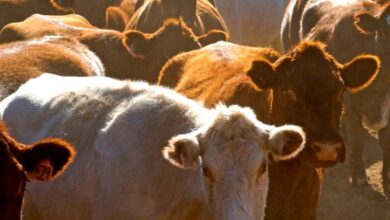 10 Melhores Faculdades de Medicina Veterinária no Brasil com Foco em Animais de Grande Porte