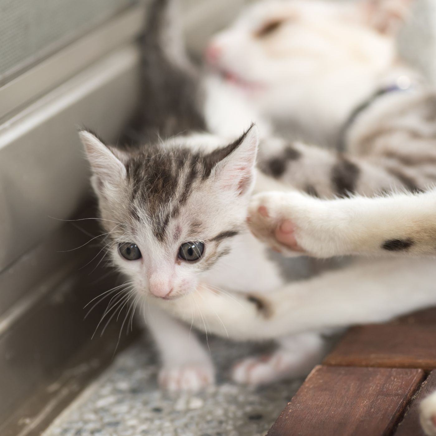 Por que o gato é considerado o hospedeiro definitivo da toxoplasmose