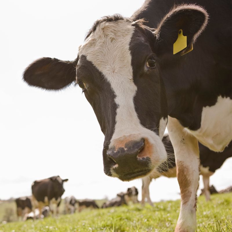 10 Cidades no Brasil Líderes na Criação de Gado: Um Raio-X do Setor