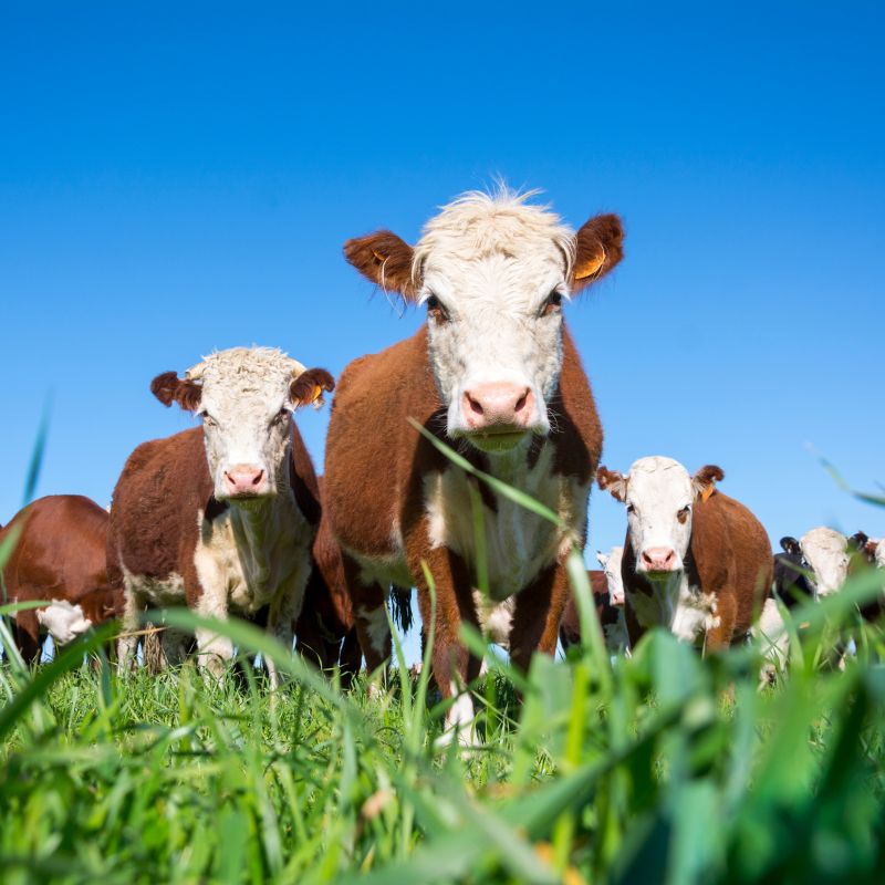 Vírus Sincicial Respiratório (VSR) em Bovinos: Transmissão de Vírus Respiratórios Humanos para Bezerros e Primatas