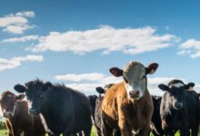 Calculadora de Teto de Compra para Leilão de Gado 13 Calculadora de Teto de Compra para Leilão de Gado