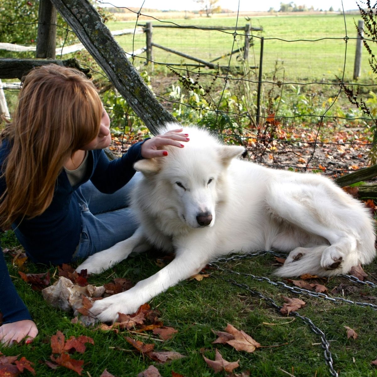 Quais parasitas causam anemia em cães
