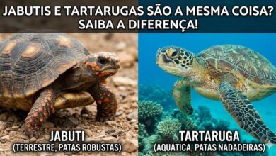 Jabutis e Tartarugas São a Mesma Coisa? Saiba a Diferença!