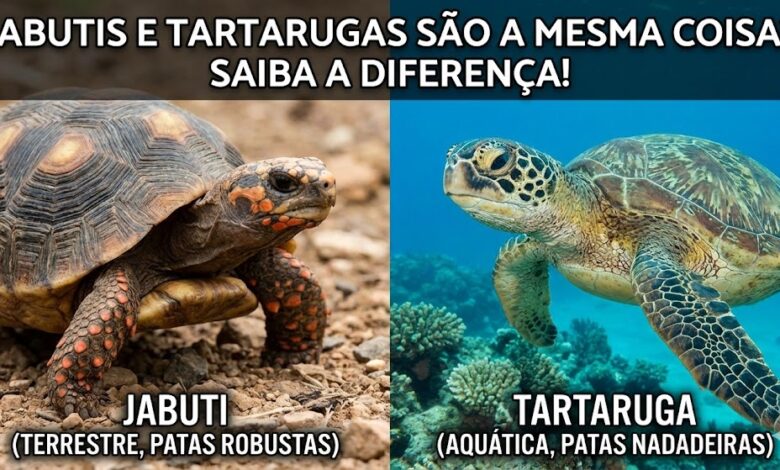 Jabutis e Tartarugas São a Mesma Coisa? Saiba a Diferença!