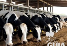 O que é a cooperiose?