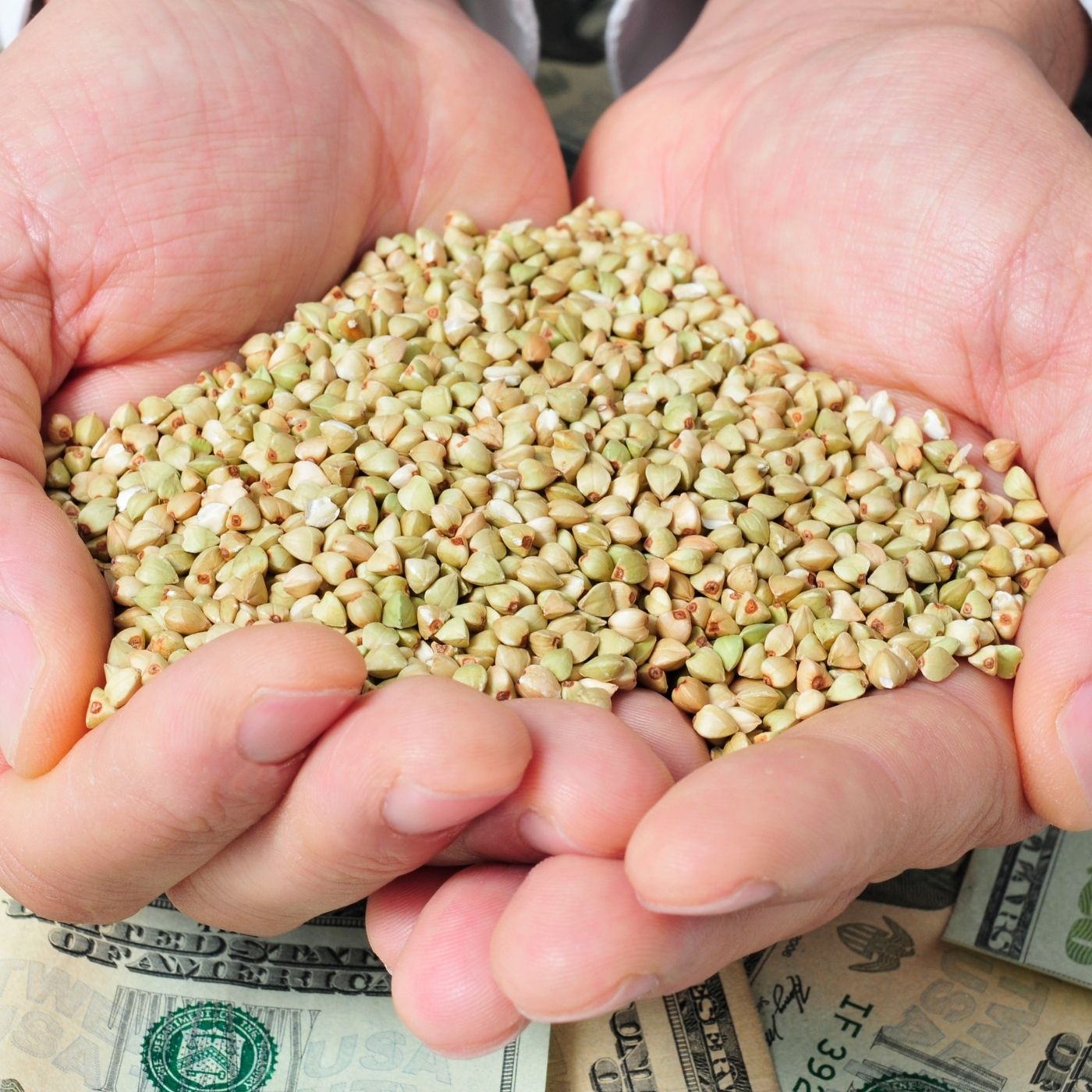 Como a Eimeria spp. afeta a produção em aves