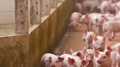 O que é a cisticercose? Entenda as Causas, Sintomas e Prevenção