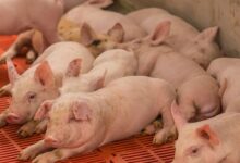 As 10 Melhores Faculdades de Medicina Veterinária do Mundo com Foco em Suínos