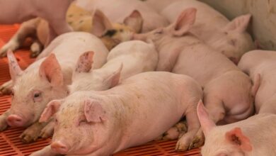 As 10 Melhores Faculdades de Medicina Veterinária do Mundo com Foco em Suínos