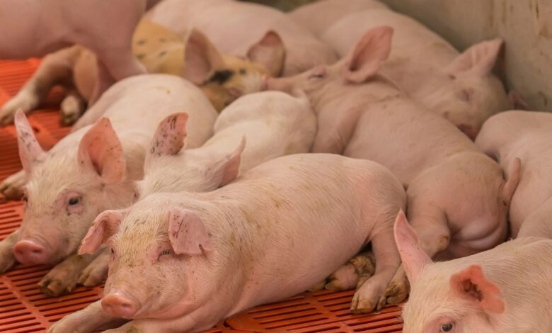 As 10 Melhores Faculdades de Medicina Veterinária do Mundo com Foco em Suínos