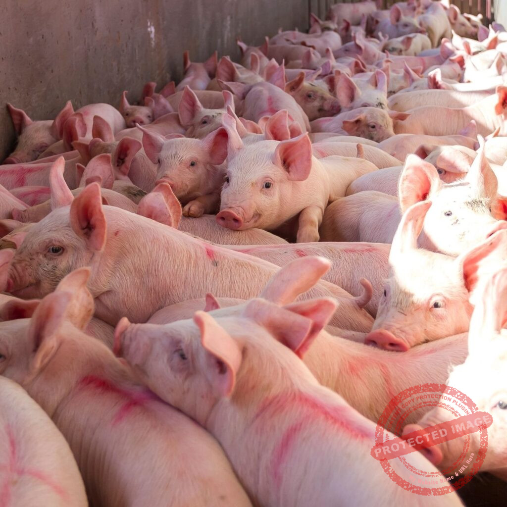 Conheça Tudo Sobre a Suinocultura | Guia Animal