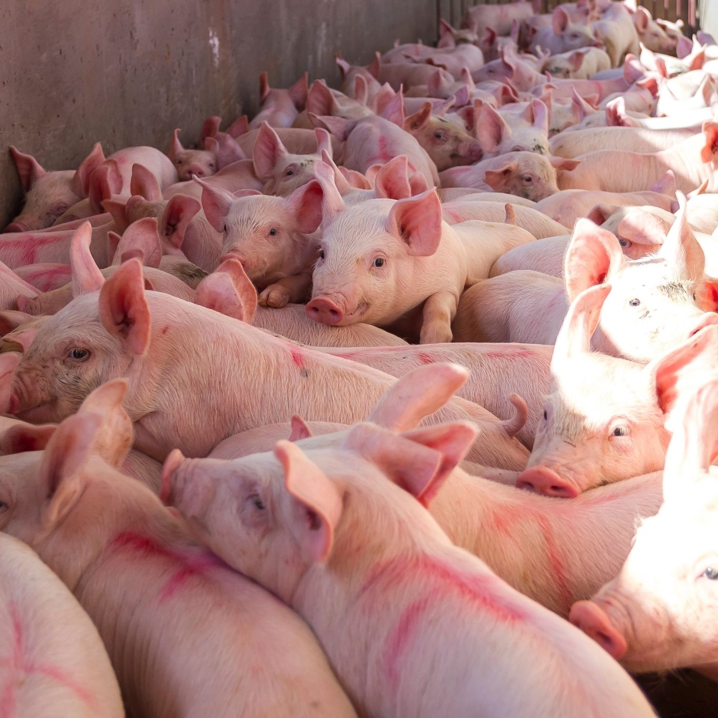 Conheça Tudo Sobre a Suinocultura