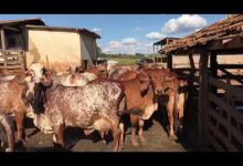 como ocorre a transmiss o da brucelose em vacas leiteiras 0Rhqy8Zag c