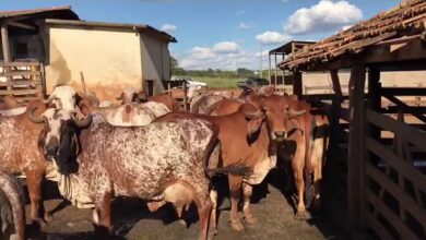 como ocorre a transmiss o da brucelose em vacas leiteiras 0Rhqy8Zag c