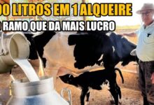o fascinante mundo do gado de leite 9AUbT2sYI Y