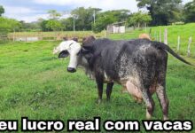 Quais doenças reprodutivas mais comprometem a produção de leite?