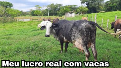 Quais doenças reprodutivas mais comprometem a produção de leite?