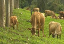 quais m todos de diagn stico s o utilizados para tuberculose bovina em rebanhos leiteiros LU3ZuJx335I