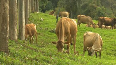 quais m todos de diagn stico s o utilizados para tuberculose bovina em rebanhos leiteiros LU3ZuJx335I