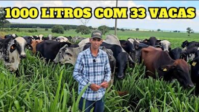 quais s o as formas de preven o da mastite bovina xzY65GxRvA0
