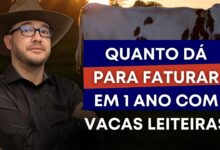 quais s o as principais doen as infectocontagiosas que afetam o gado leiteiro no brasil zoPF7nyx16c