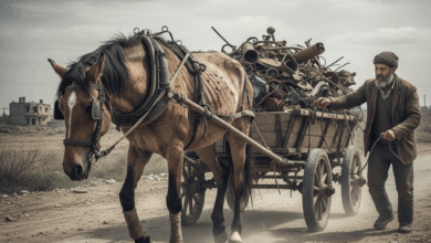 Tração Animal e Circos: Uma Nova Lei Pode Mudar o Destino de Milhares de Animais no Brasil