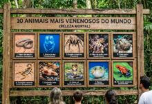 10 Animais Mais Venenosos do Mundo (Beleza Mortal)