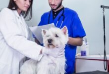 Fluxo Clínico Inteligente: Da Suspeita à Confirmação