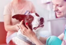 VetCheck AI: Triagem Inteligente para Cães e Gatos