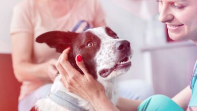 VetCheck AI: Triagem Inteligente para Cães e Gatos