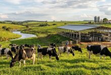 Criação de Vacas Leiteiras: Como Transformar Capim em Lucro Líquido