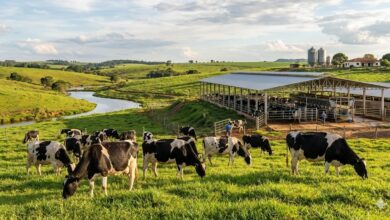 Criação de Vacas Leiteiras: Como Transformar Capim em Lucro Líquido