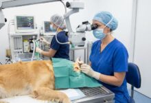 Calculadora Gastos Cirurgia de Catarata em Cães