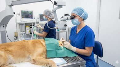 Calculadora Gastos Cirurgia de Catarata em Cães