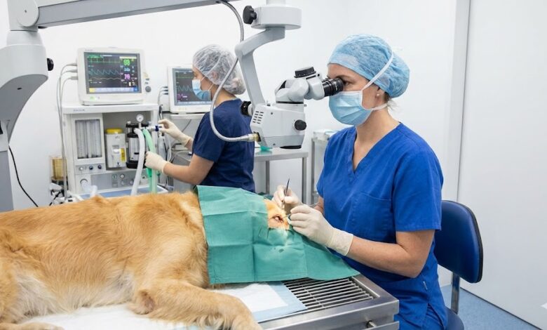 Calculadora Gastos Cirurgia de Catarata em Cães