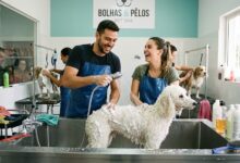 Quanto Custa Montar um Banho e Tosa e Quantos Banhos Pagam a Conta?