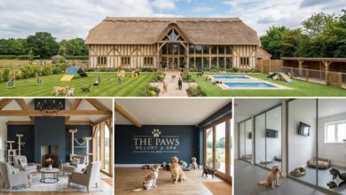 Raio-X do Investimento: Quanto Custa Montar um Hotel Pet ou Day Care em 2026?