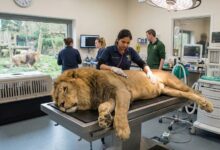 ZooVet Pro: Sistema de Clínica de Animais Selvagens