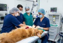 OSH Terapêutica: Como Precificar Cirurgias de Alto Risco (Piometra e Tumores) 15 OSH Terapêutica: Como Precificar Cirurgias de Alto Risco (Piometra e Tumores)