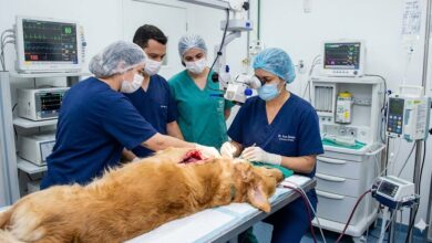 OSH Terapêutica: Como Precificar Cirurgias de Alto Risco (Piometra e Tumores)