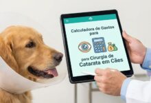 Calculadora de Gastos para Cirurgia de Catarata em Cães 14 Calculadora de Gastos para Cirurgia de Catarata em Cães