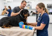 O Custo Real de uma Clínica de Ortopedia Veterinária