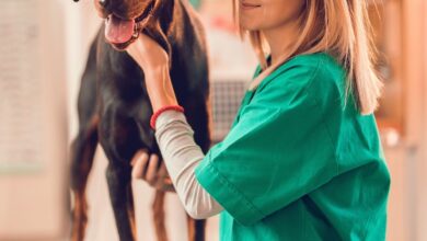 Plantão Extremo: Simulador de Segurança do Trabalho e Mapa de Risco Veterinário