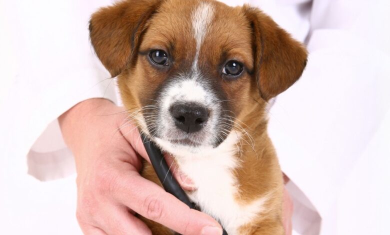 Como ocorre a transmissão da dirofilariose em cães ?