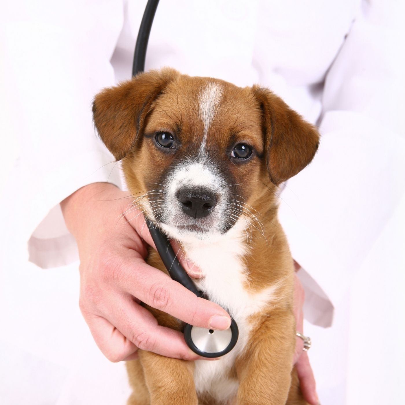 Como ocorre a transmissão da dirofilariose em cães ?