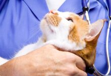 As 10 Melhores Faculdades de Medicina Veterinária na Europa
